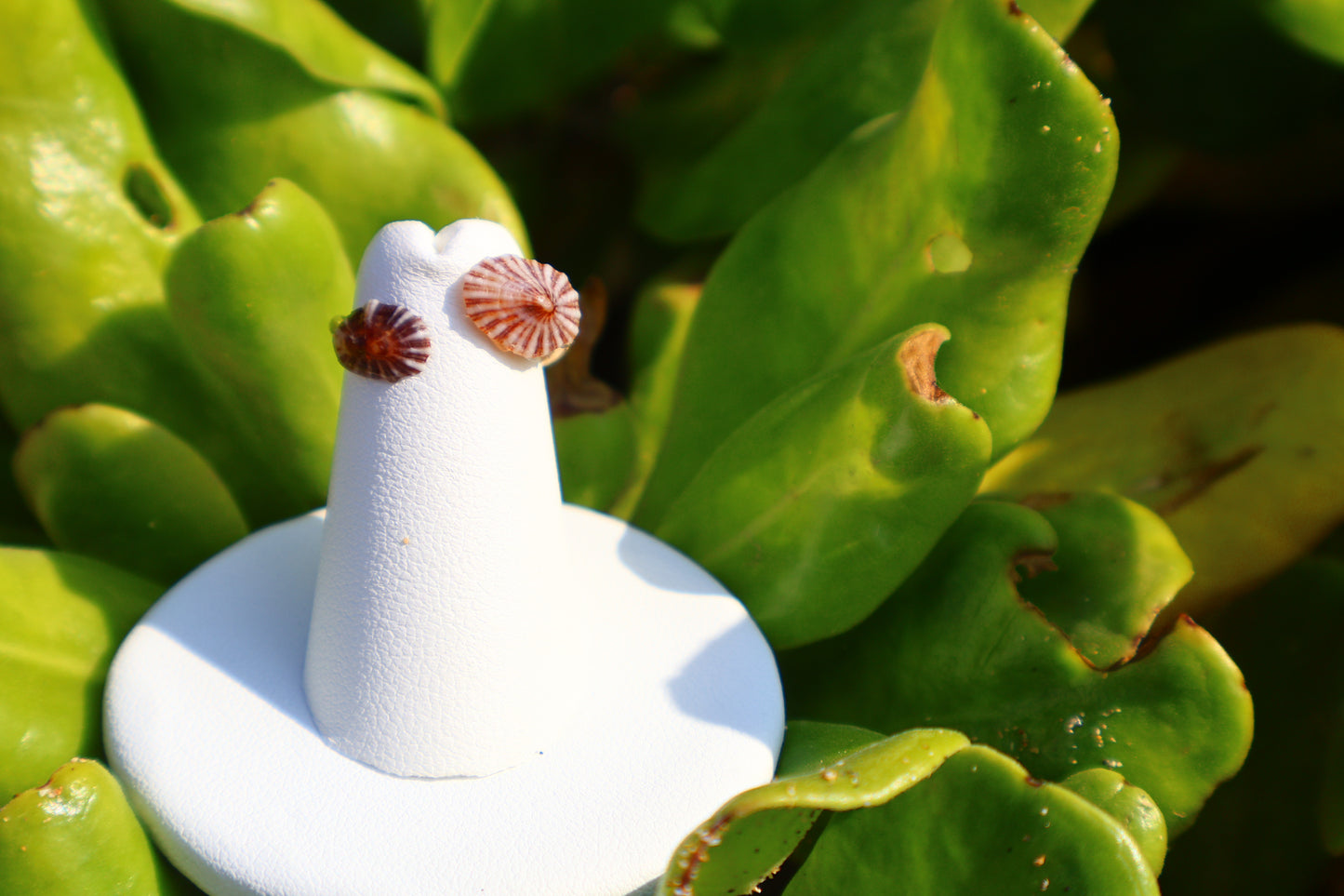 KEIKIS 'OPIHI 'AWA RING